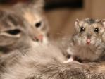 Сказка Дружба кошки и мышки