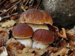 Стихи про грибы