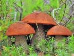 Загадки про грибы