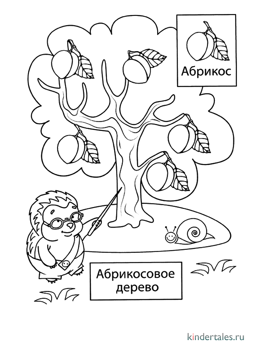 Абрикосовое дерево» раскраска для детей - мальчиков и девочек | Скачать,  распечатать бесплатно в формате A4