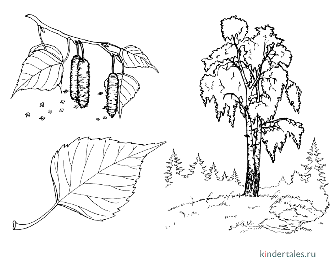 Береза раскраска. Лист березы раскраска. Лист березы раскраска для детей. Раскраска береза без листьев. Разукрашка береза с листьями.