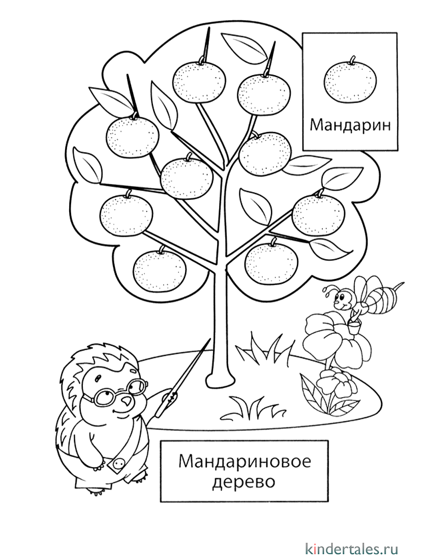 Плоды дерева мудрости рисунок