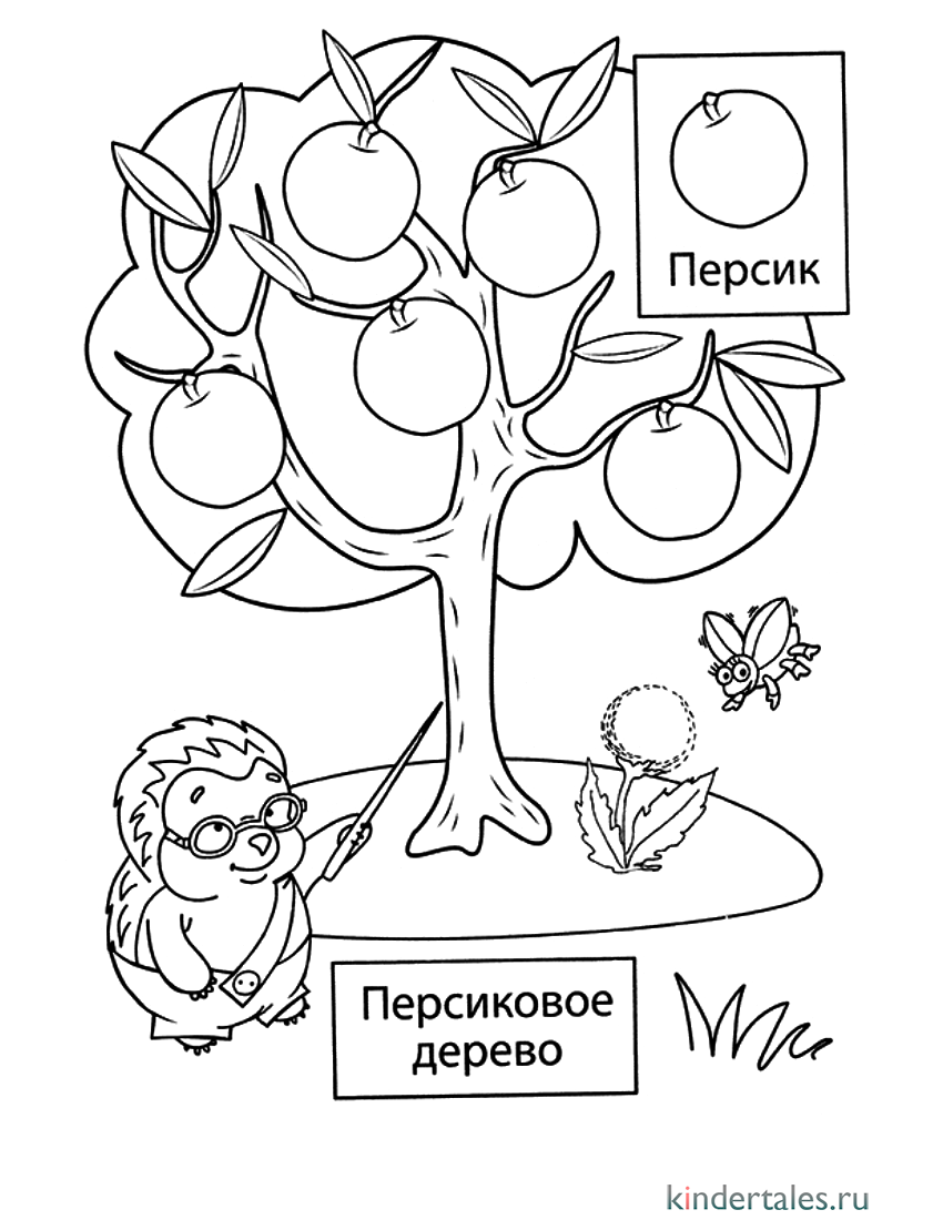 Персиковое дерево» раскраска для детей - мальчиков и девочек | Скачать,  распечатать бесплатно в формате A4