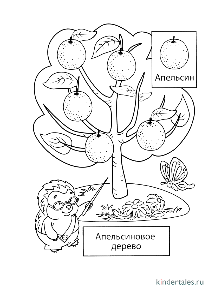 Апельсиновое дерево и еж