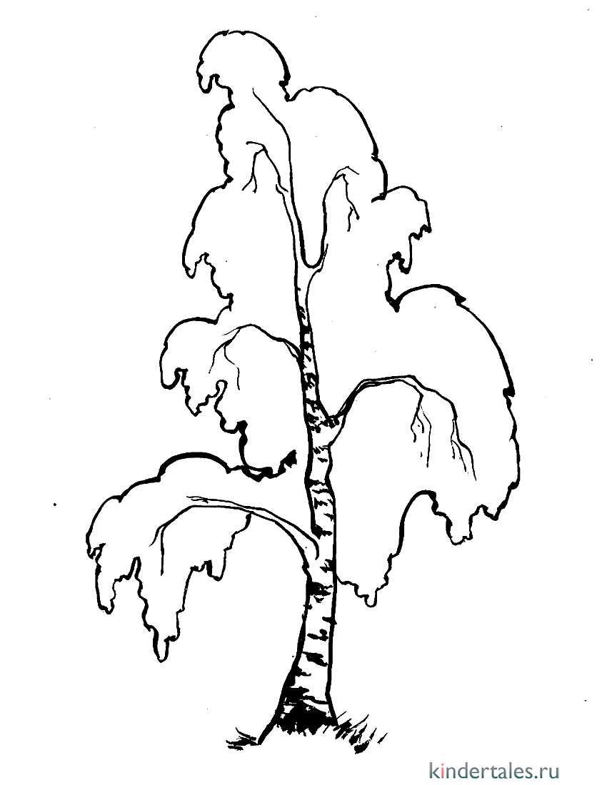 Раскраска Береза Распечатать бесплатно