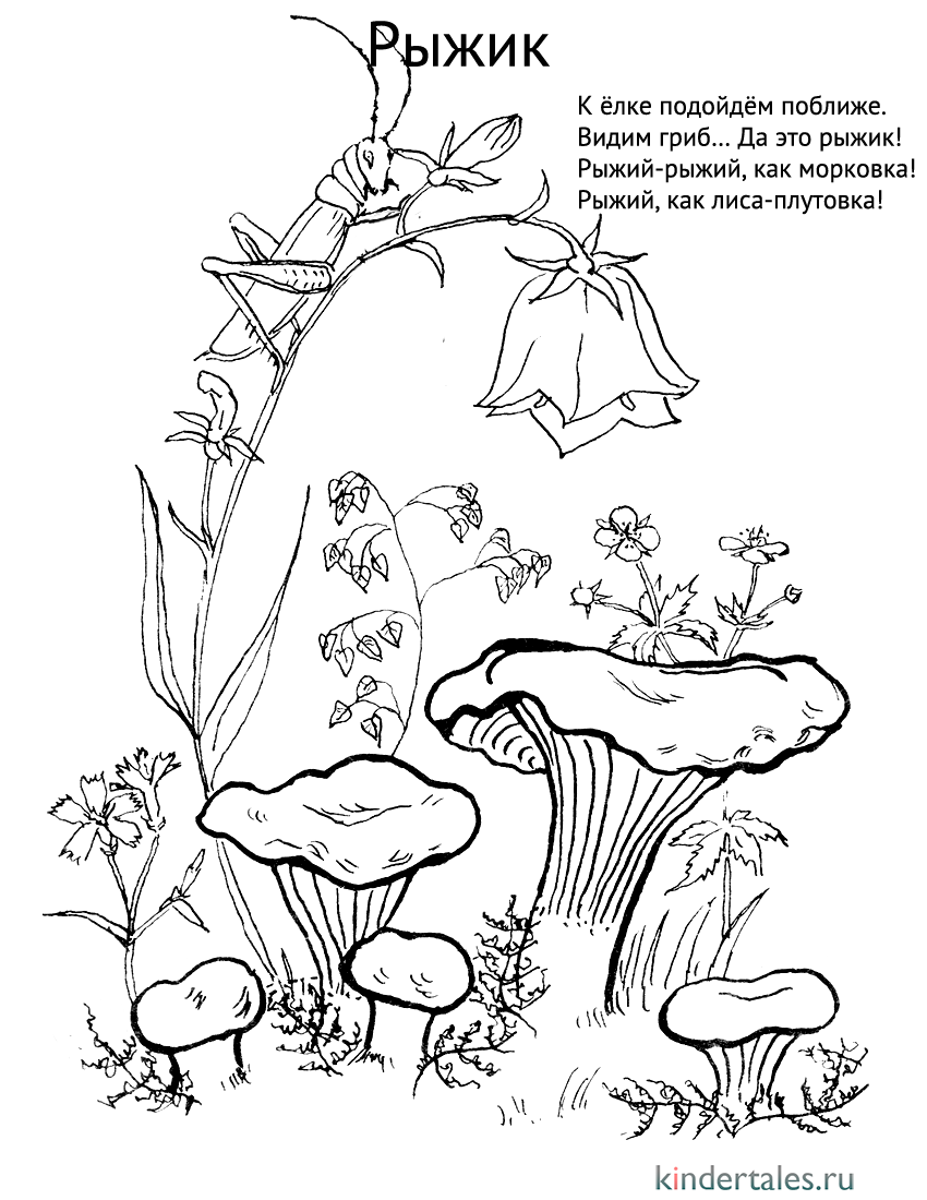 Нарисовать гриб рыжик карандашом