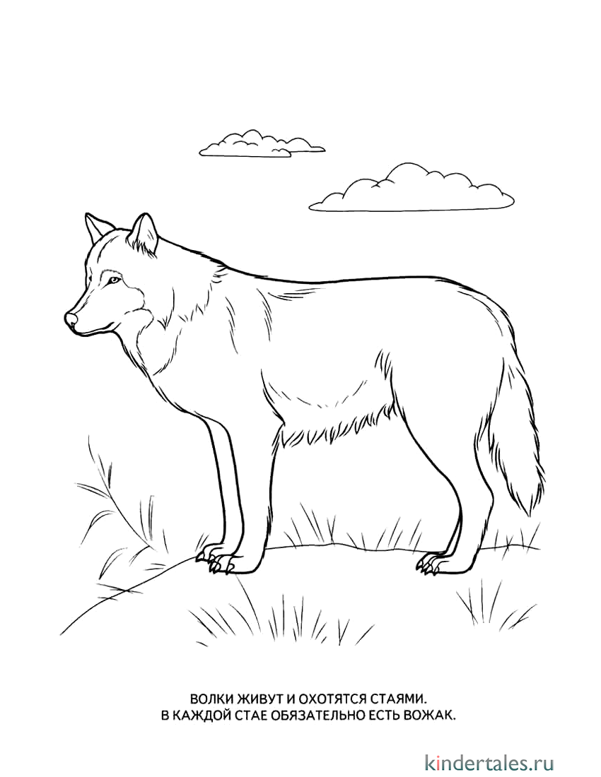 Волк рисунок для детей раскраска
