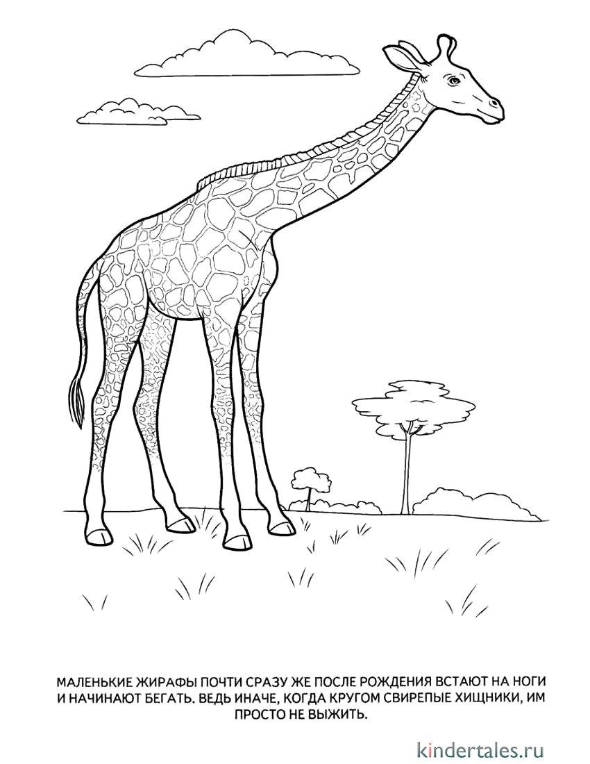 Бесплатные раскраски жираф. Распечатать раскраски бесплатно и скачать раскраски онлайн.