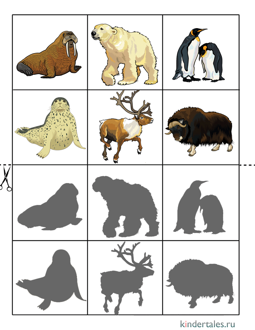 Теневое лото животные Северного полюса | Теневое лото для детей | Методики,  игры, занятия для ребёнка