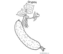 Огурец